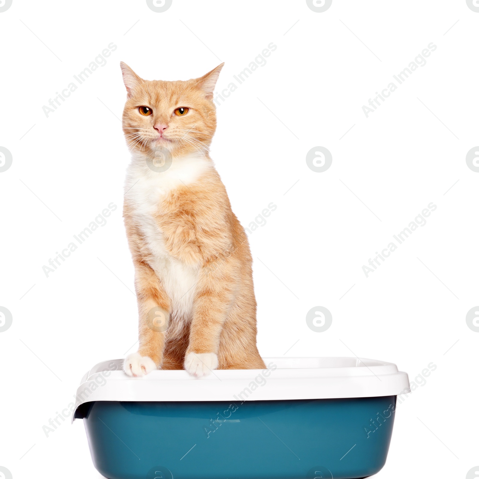 Photo of Cute ginger cat in litter tray on white background