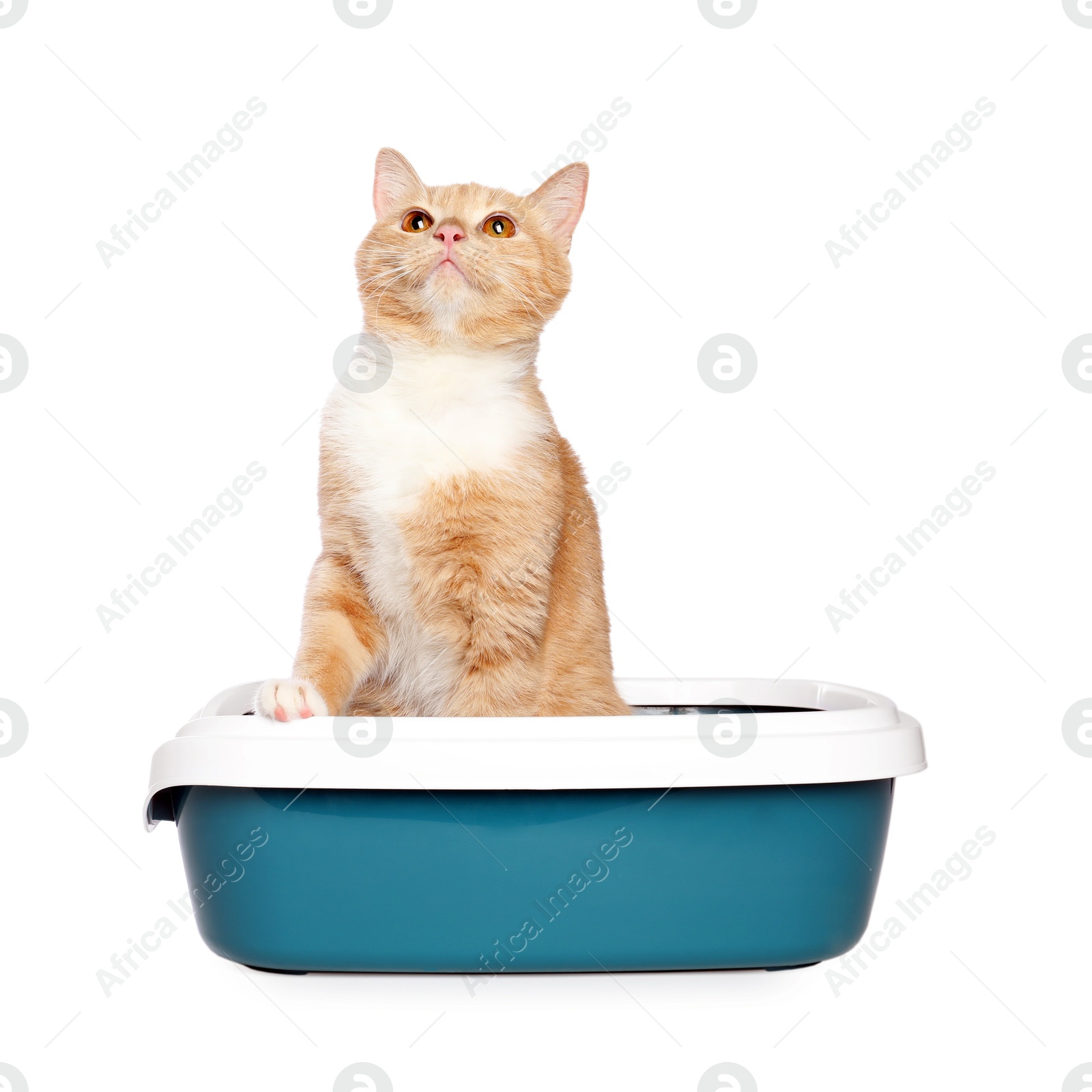 Photo of Cute ginger cat in litter tray on white background