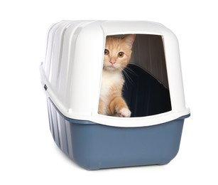 Photo of Cute ginger cat in litter box on white background