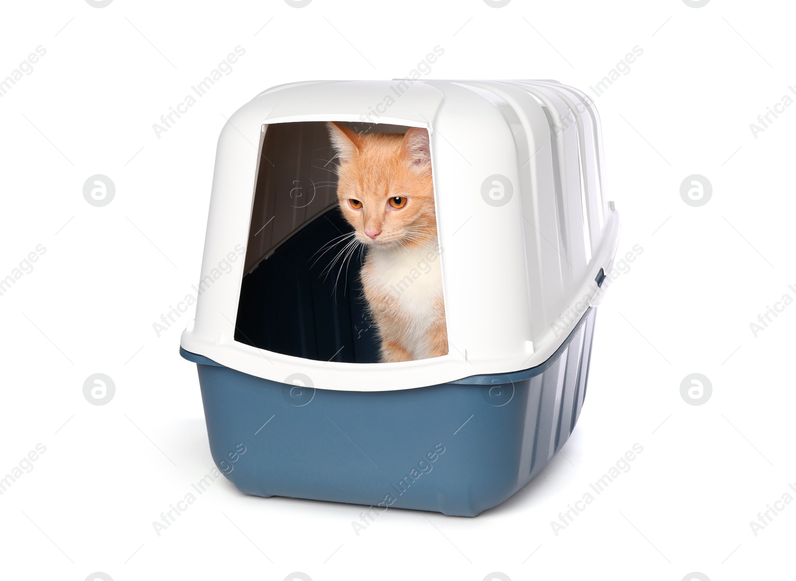 Photo of Cute ginger cat in litter box on white background