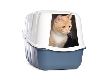 Photo of Cute ginger cat in litter box on white background