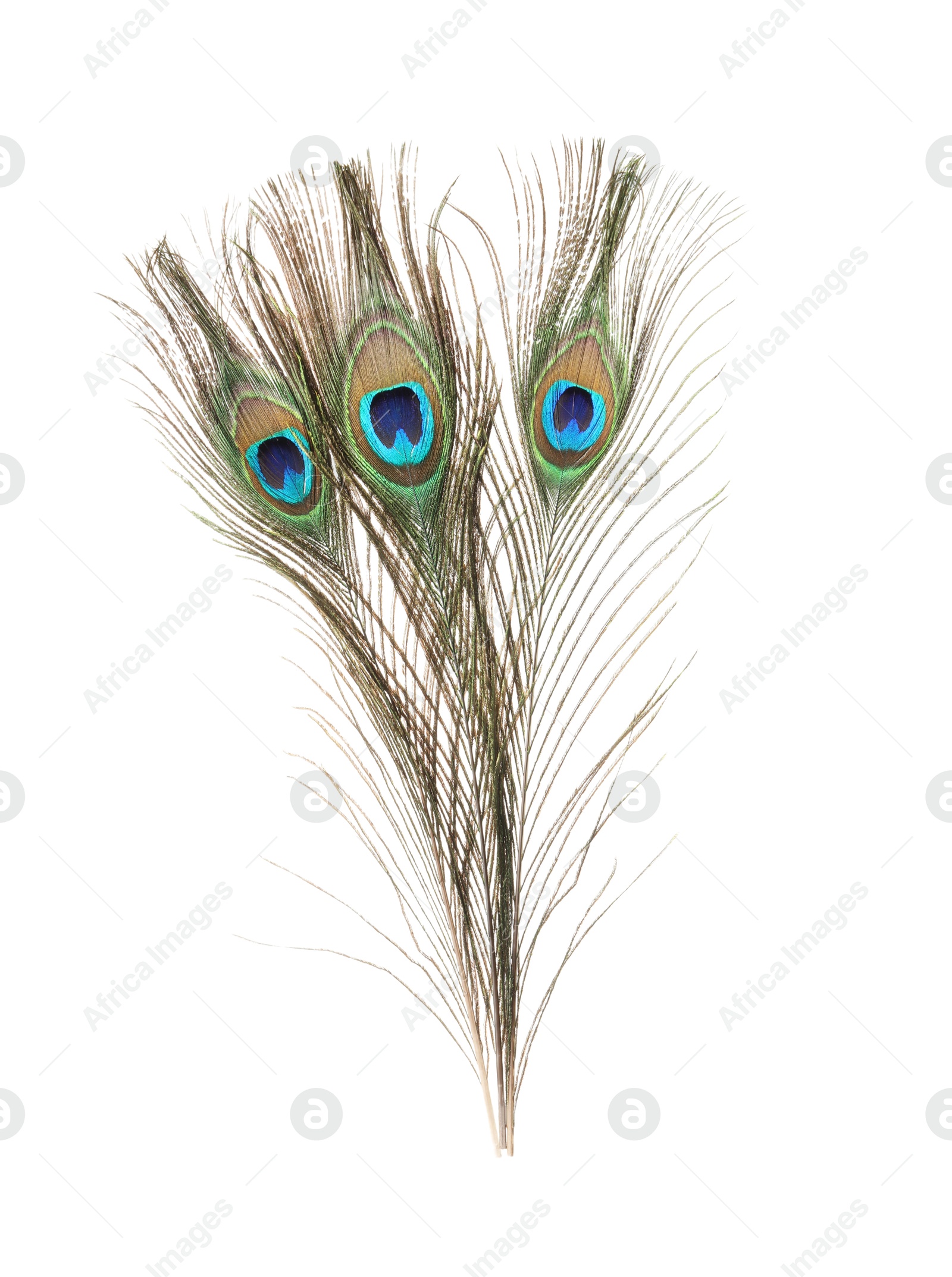 Photo of Three beautiful peacock feathers isolated on white