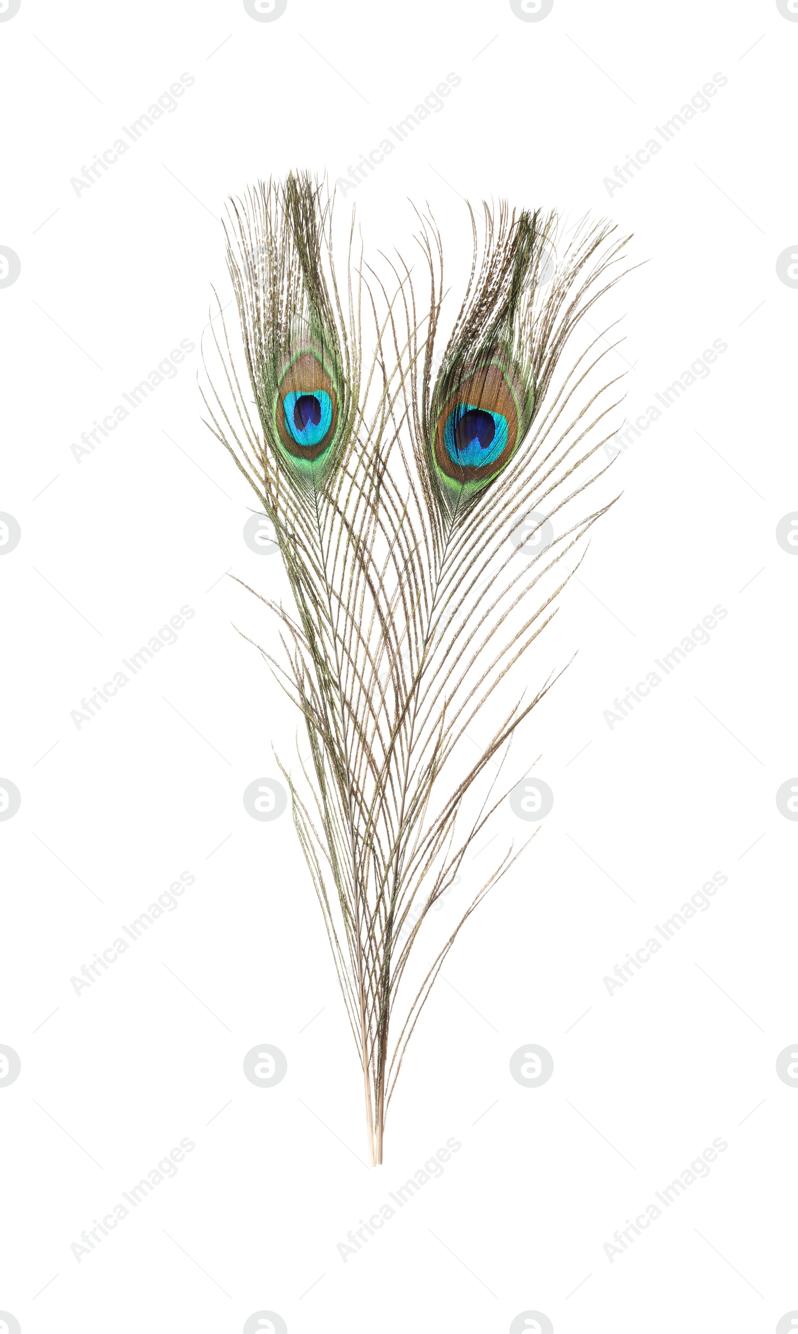 Photo of Two beautiful peacock feathers isolated on white