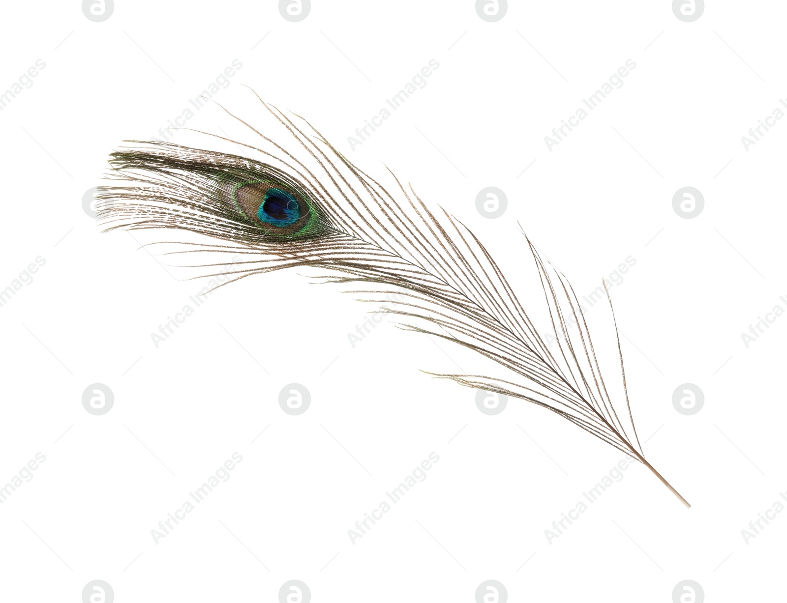 Photo of One beautiful peacock feather isolated on white