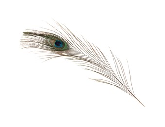 One beautiful peacock feather isolated on white