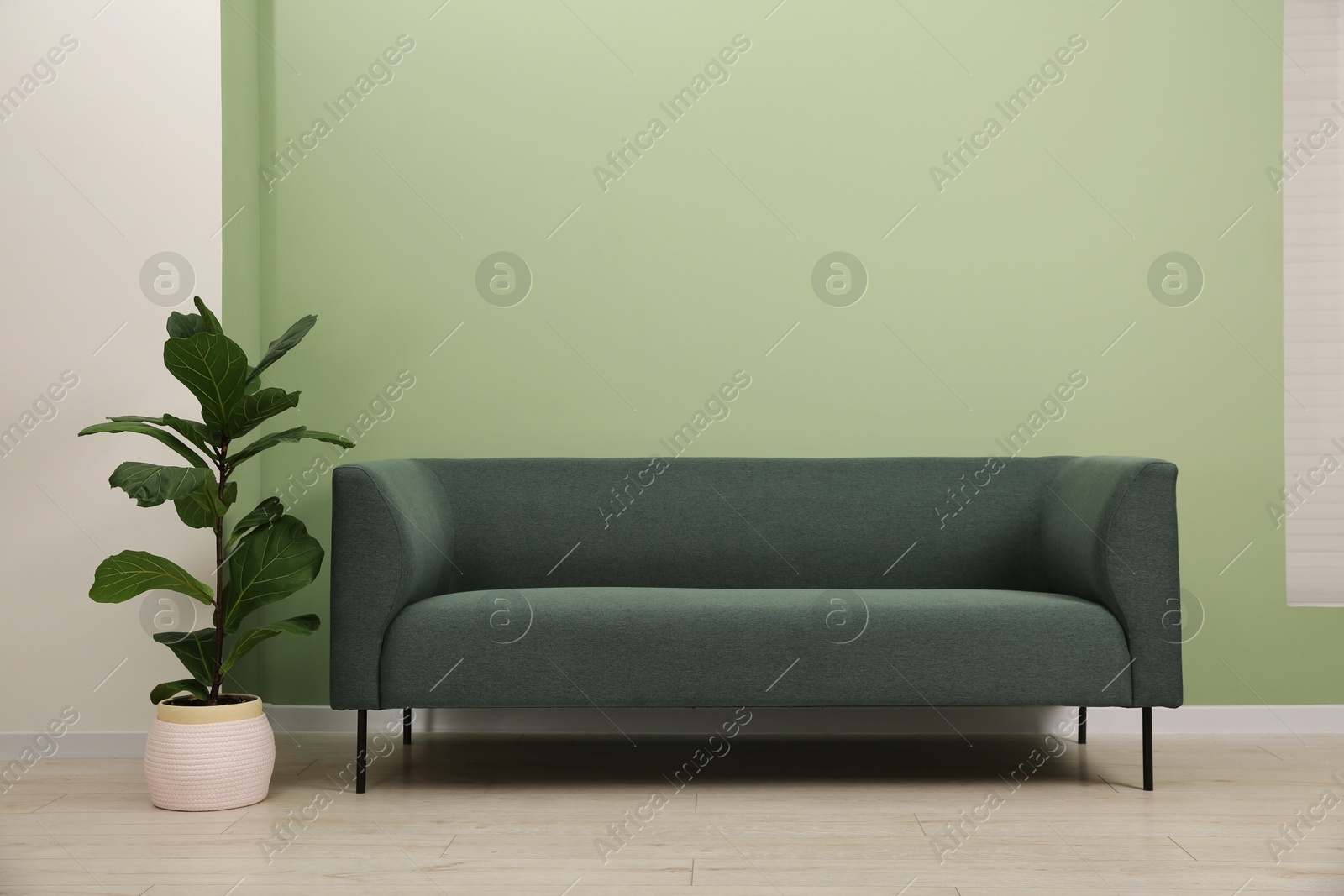 Photo of Stylish sofa and houseplant near green wall indoors