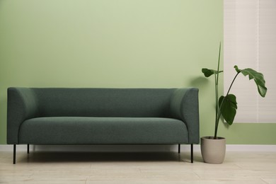 Photo of Stylish sofa and houseplant near green wall indoors