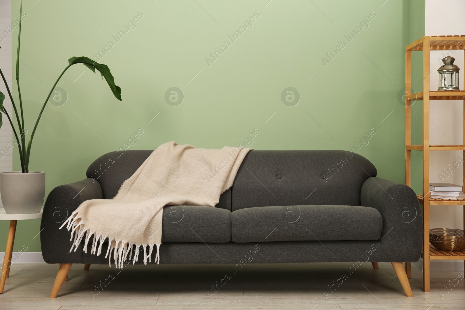 Photo of Stylish sofa with blanket, shelving unit and houseplant near green wall indoors