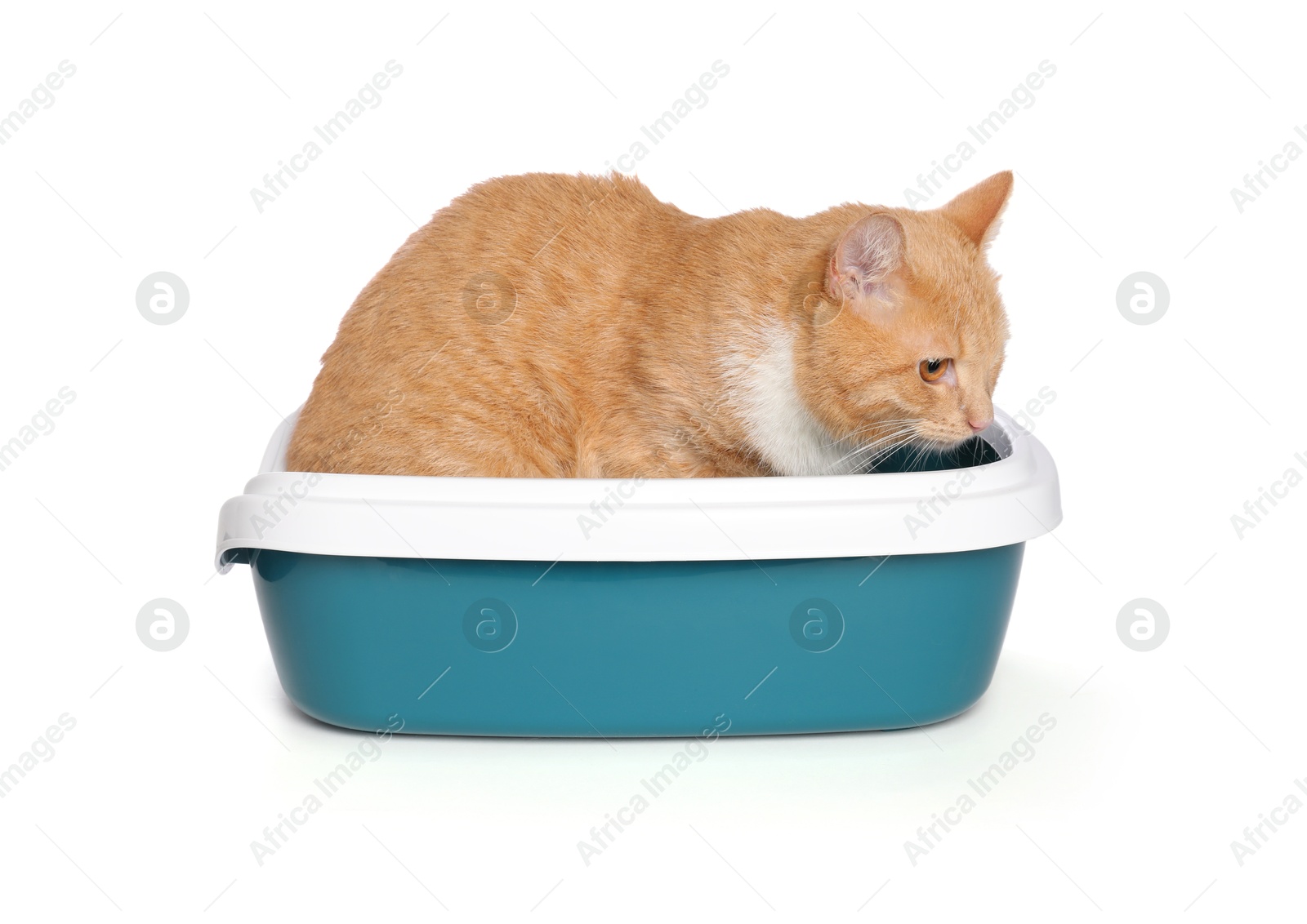 Photo of Cute ginger cat in litter tray on white background