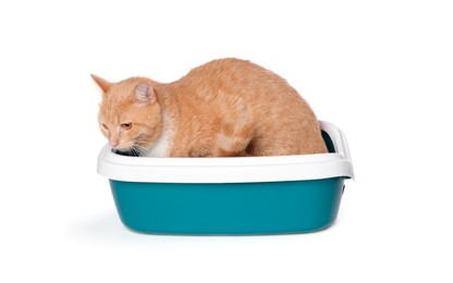 Photo of Cute ginger cat in litter tray on white background