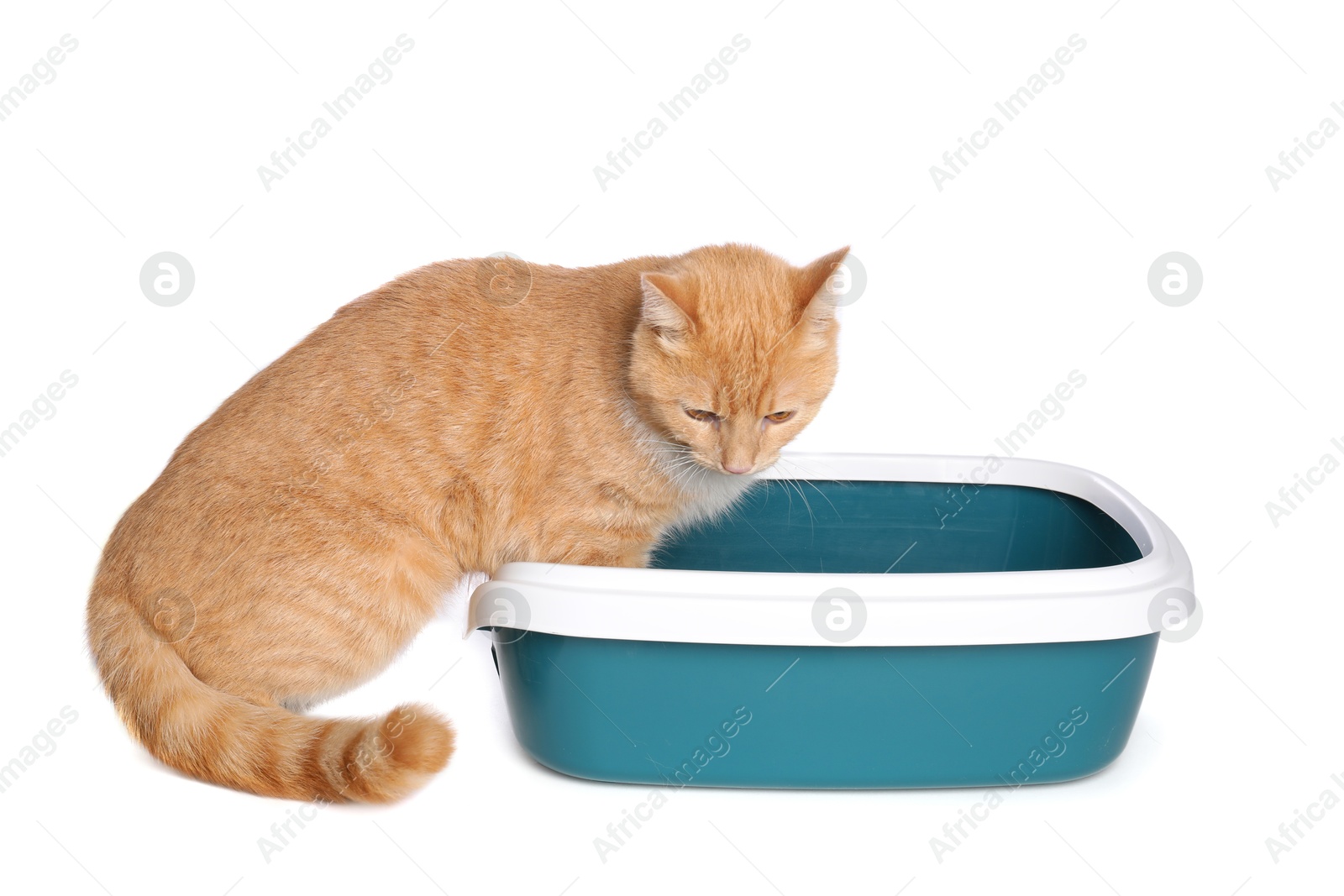 Photo of Cute ginger cat near litter tray on white background