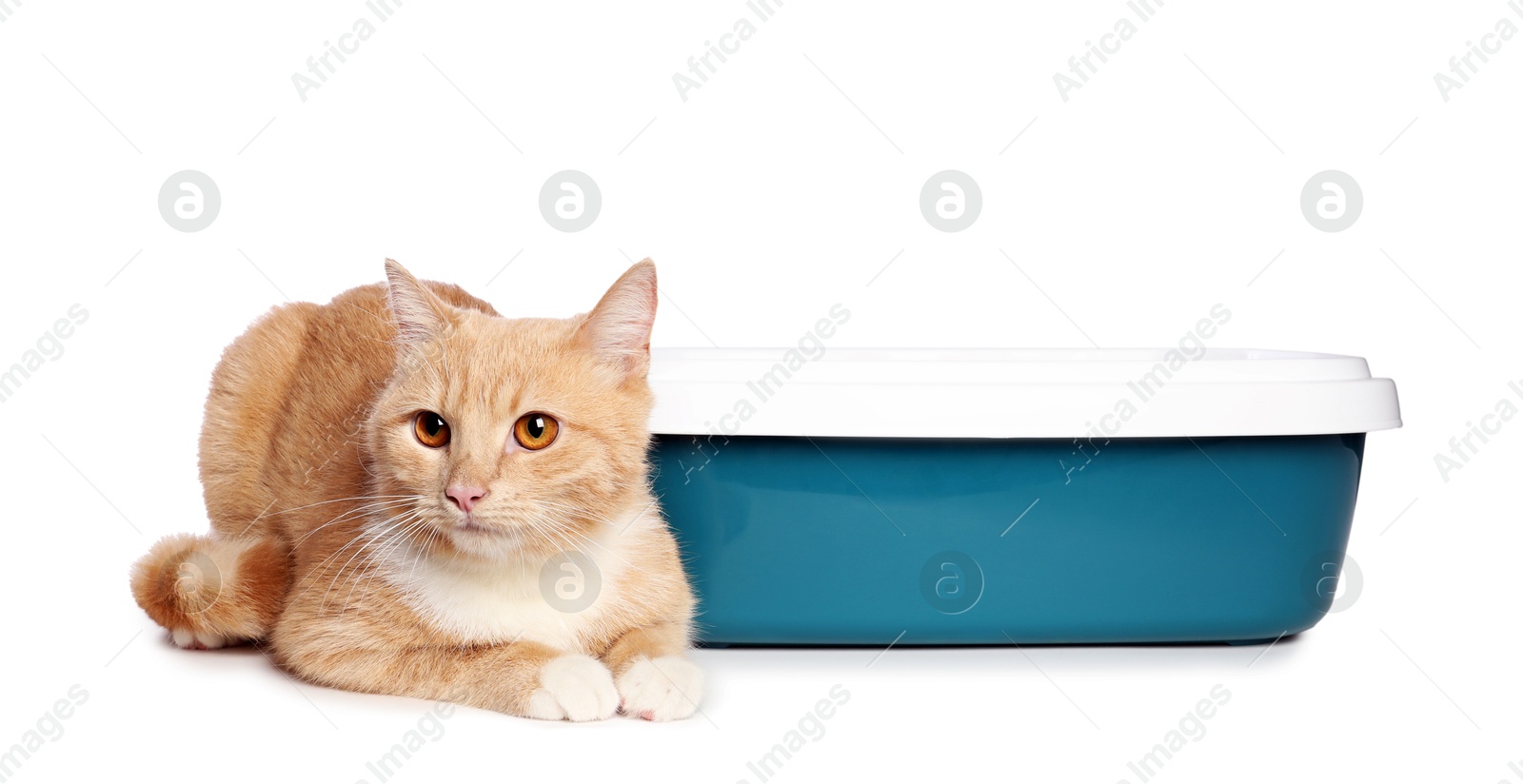 Photo of Cute ginger cat near litter tray on white background