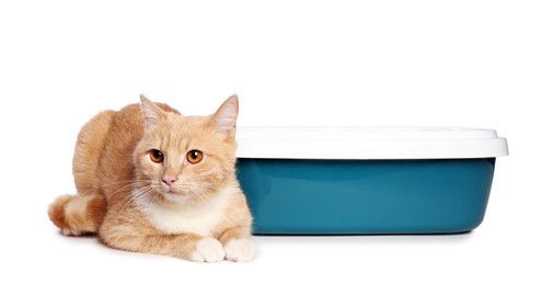 Photo of Cute ginger cat near litter tray on white background