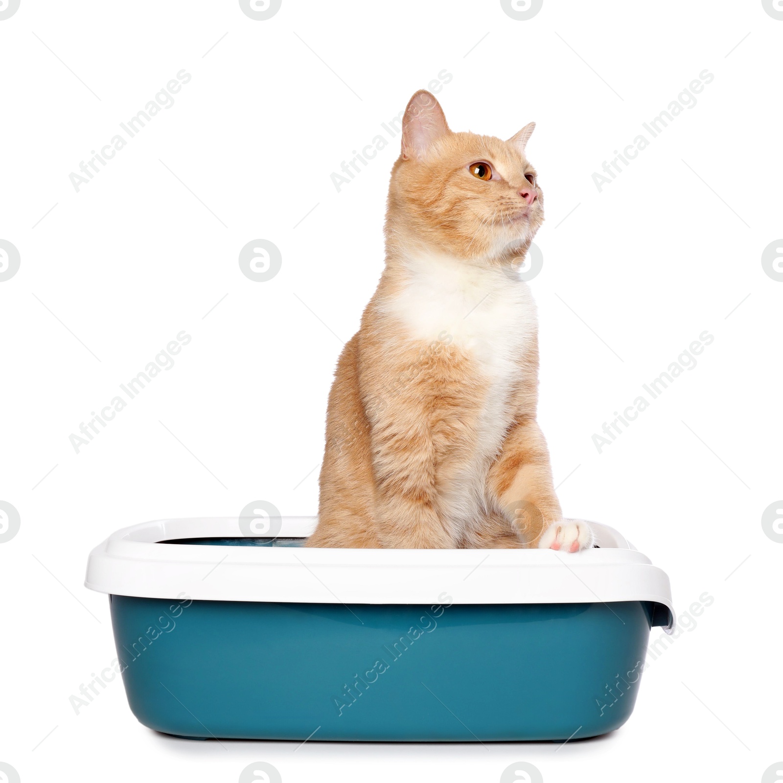 Photo of Cute ginger cat in litter tray on white background