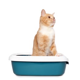 Photo of Cute ginger cat in litter tray on white background