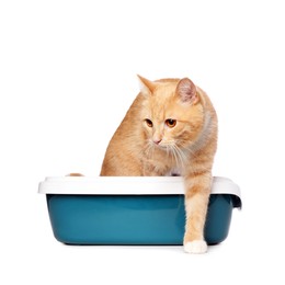 Cute ginger cat in litter tray on white background