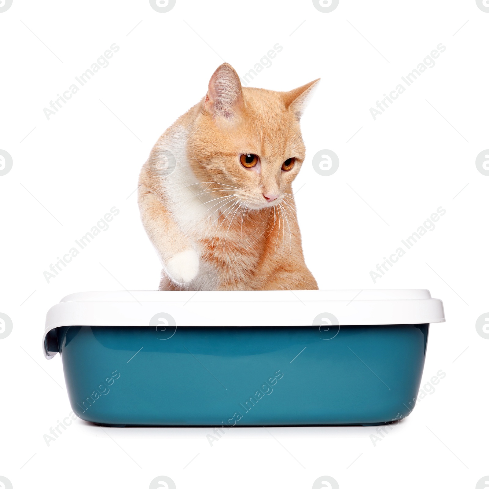 Photo of Cute ginger cat in litter tray on white background