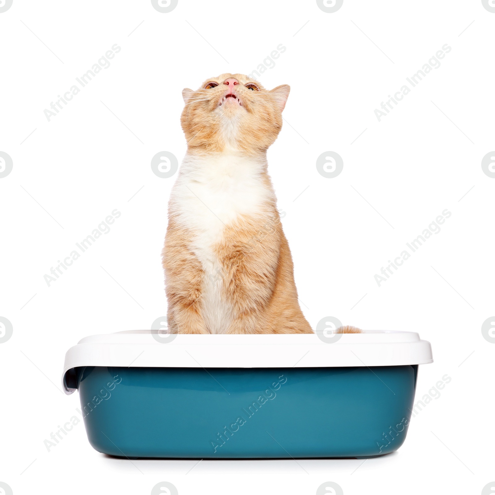 Photo of Cute ginger cat in litter tray on white background