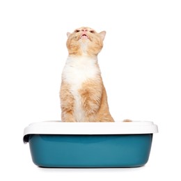 Cute ginger cat in litter tray on white background