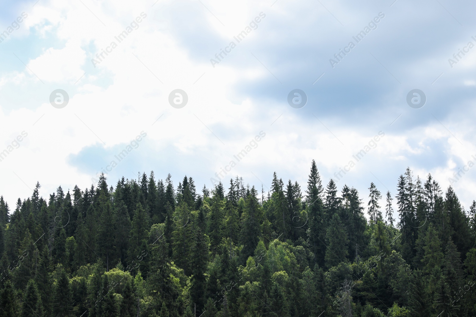 Photo of Beautiful view of forest in mountains under blue sky