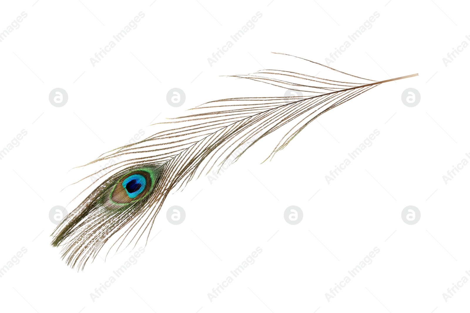 Photo of One beautiful peacock feather isolated on white