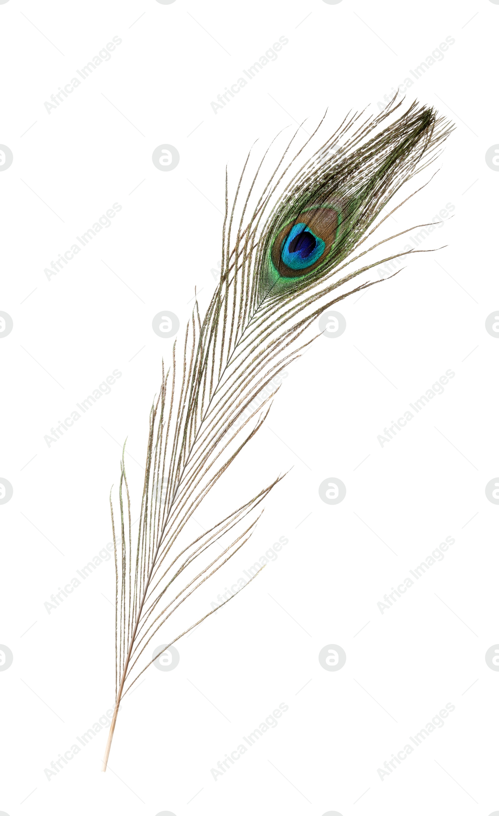 Photo of One beautiful peacock feather isolated on white