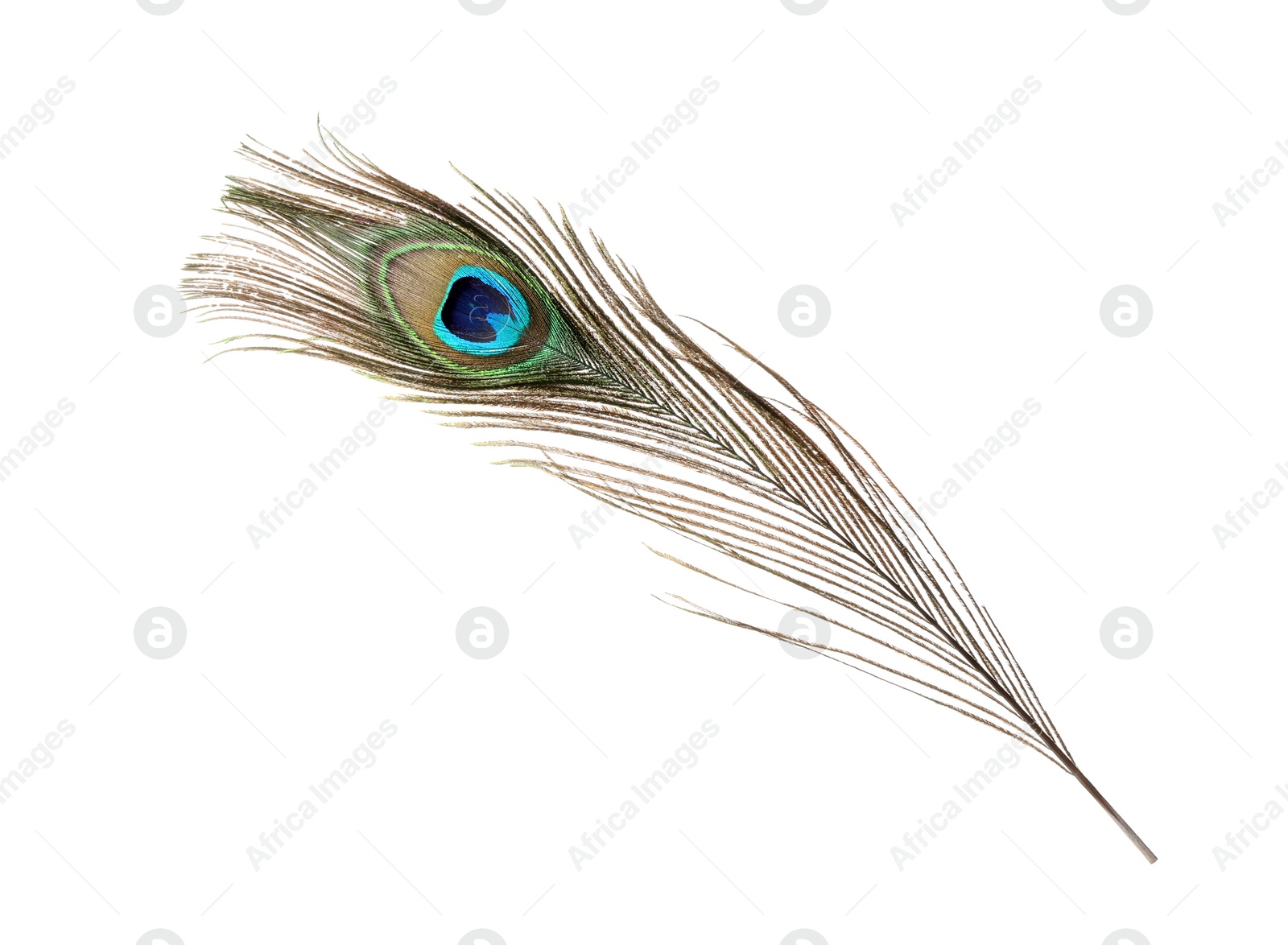 Photo of One beautiful peacock feather isolated on white