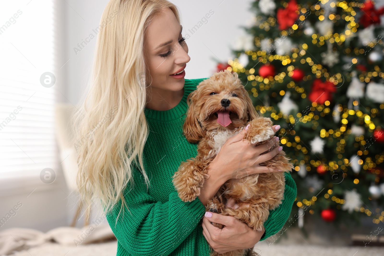 Photo of Woman with cute Maltipoo dog in room decorated for Christmas