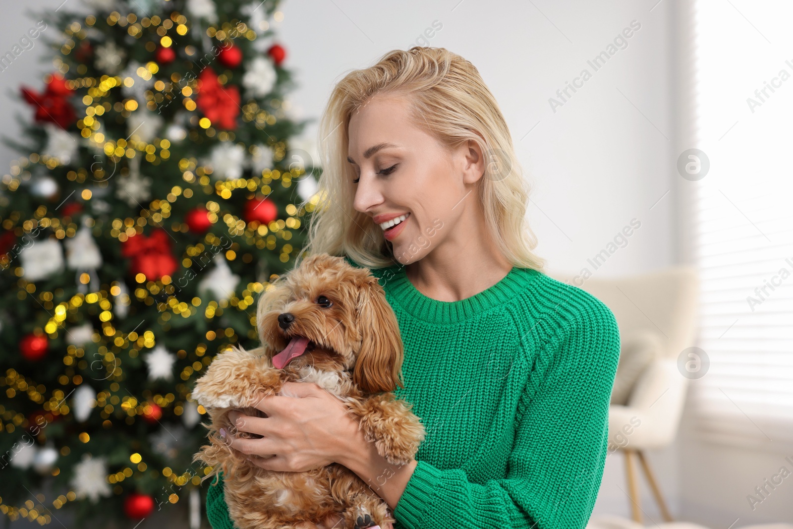 Photo of Woman with cute Maltipoo dog in room decorated for Christmas