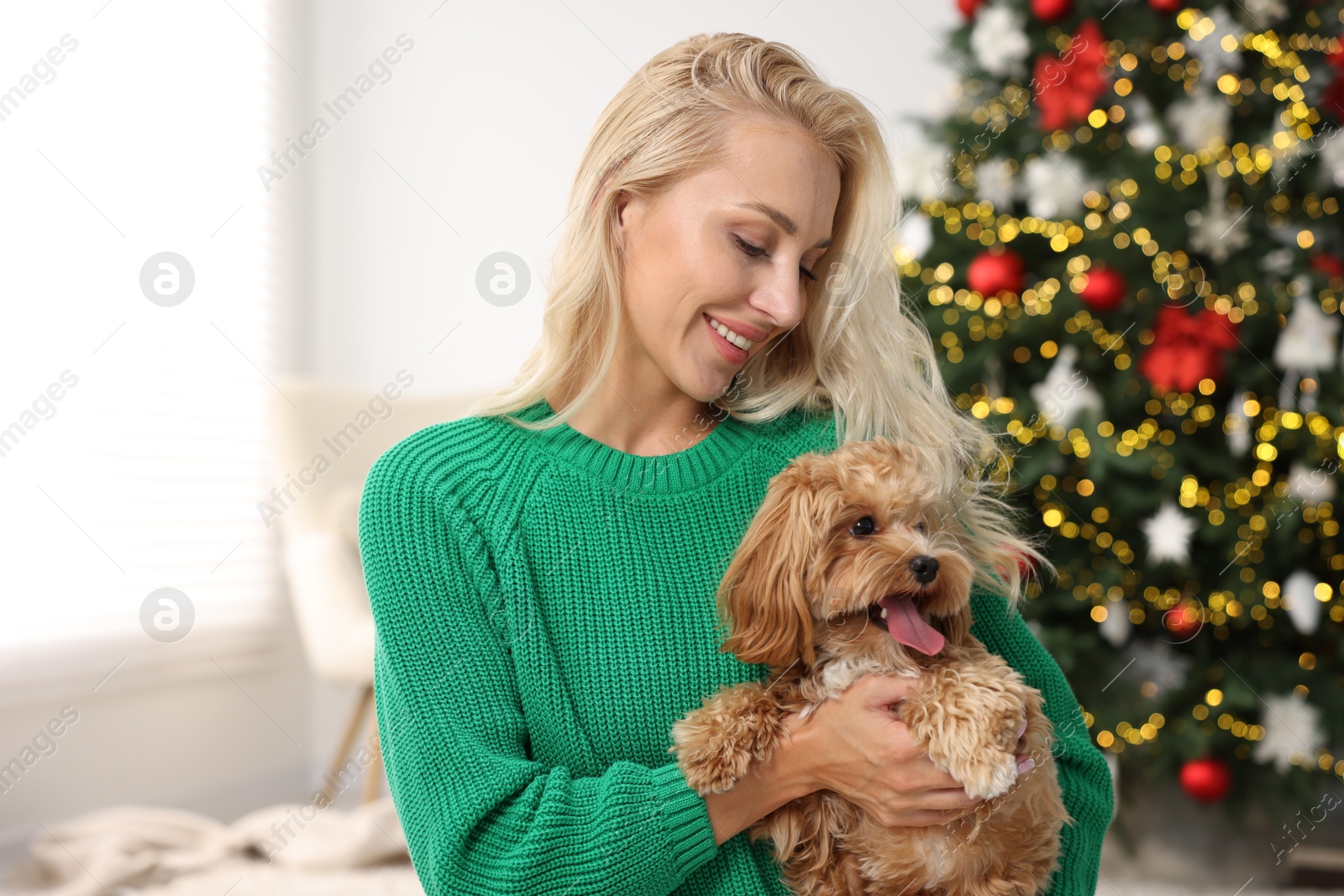 Photo of Woman with cute Maltipoo dog in room decorated for Christmas