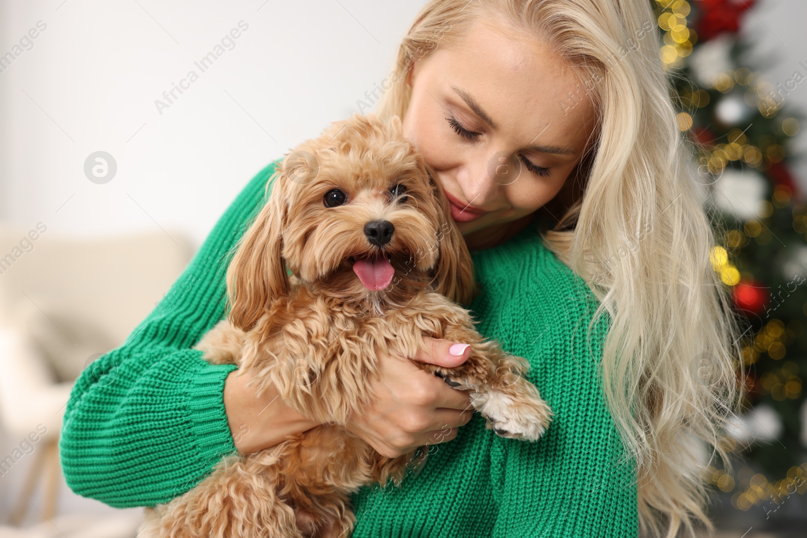 Photo of Woman with cute Maltipoo dog at home