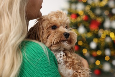 Woman with cute Maltipoo dog in room decorated for Christmas, closeup