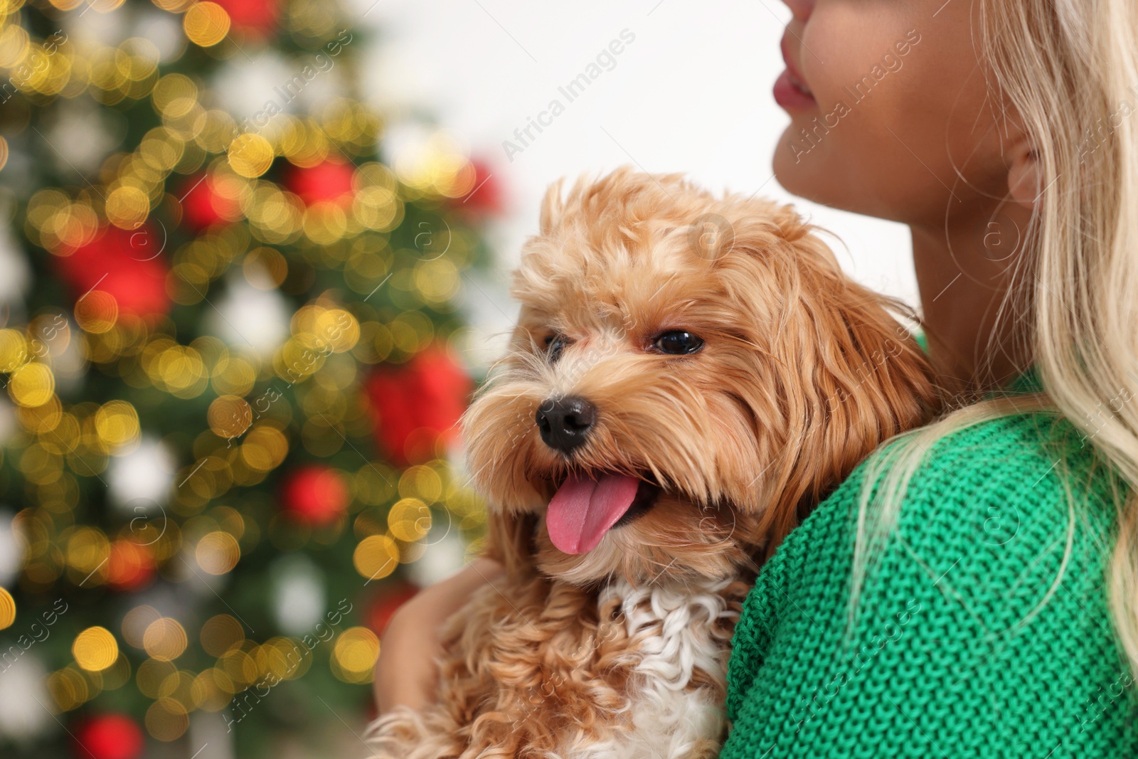 Photo of Woman with cute Maltipoo dog in room decorated for Christmas, closeup. Space for text