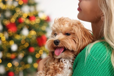 Woman with cute Maltipoo dog in room decorated for Christmas, closeup. Space for text