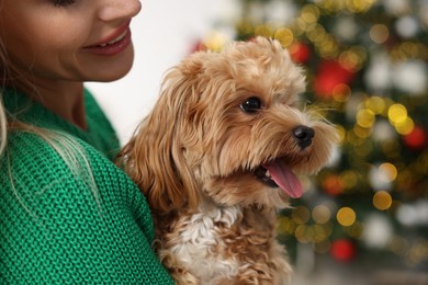 Photo of Woman with cute Maltipoo dog in room decorated for Christmas, closeup