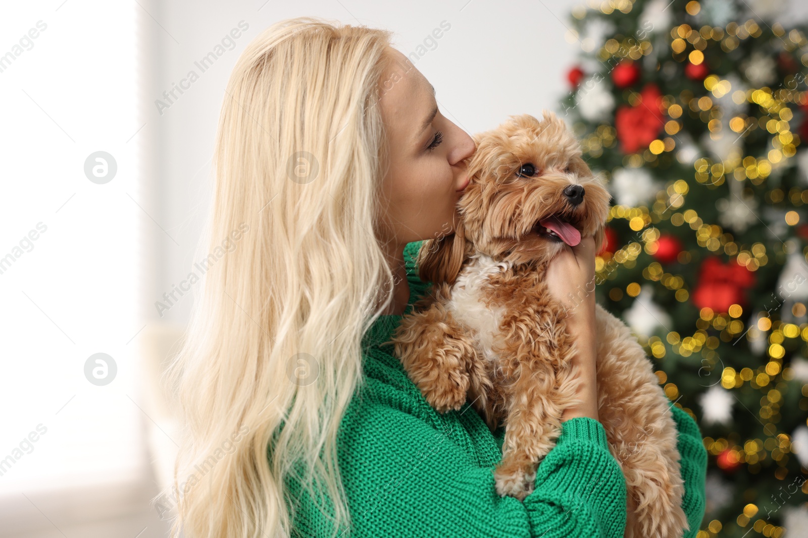 Photo of Woman with cute Maltipoo dog in room decorated for Christmas