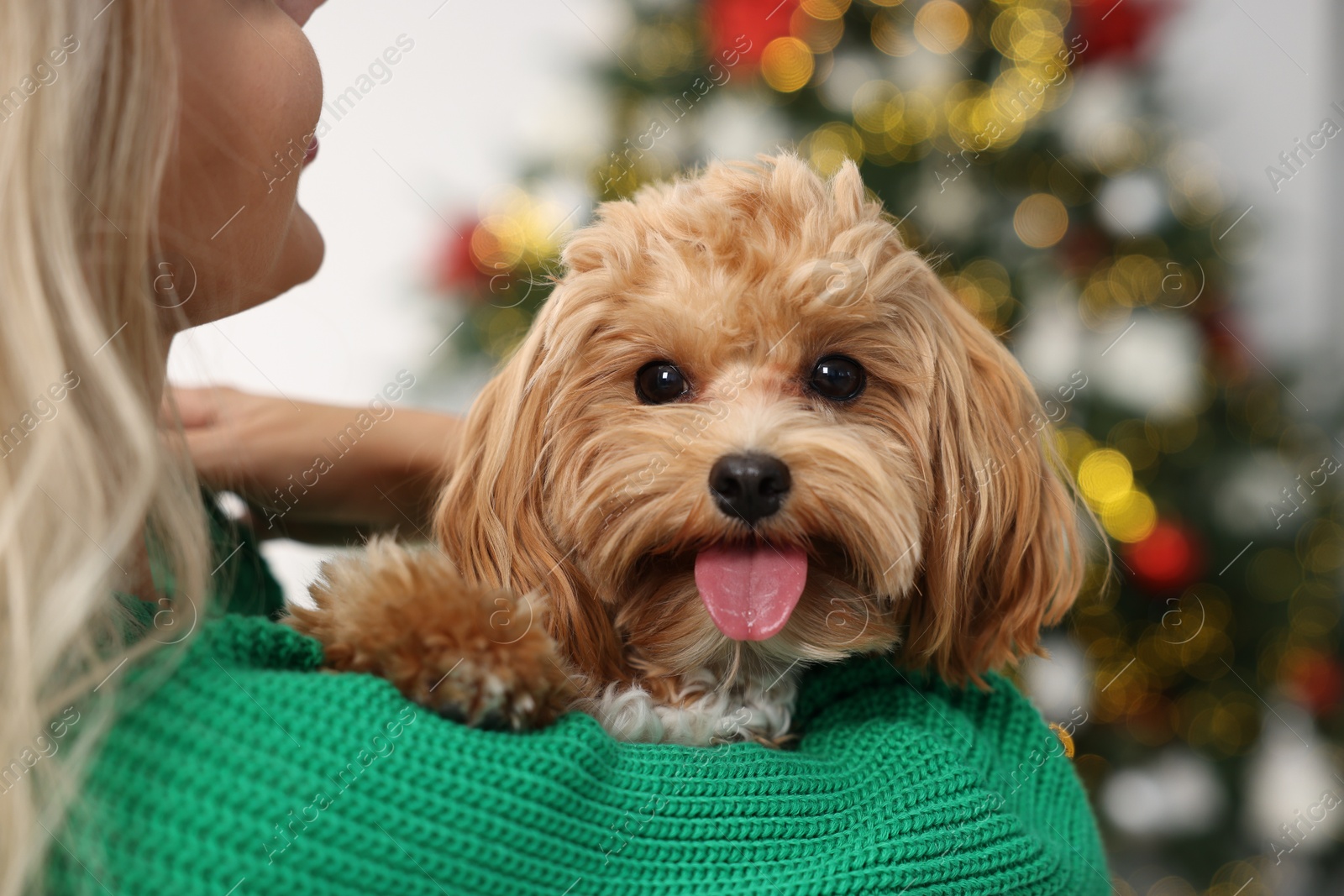 Photo of Woman with cute Maltipoo dog at home, closeup