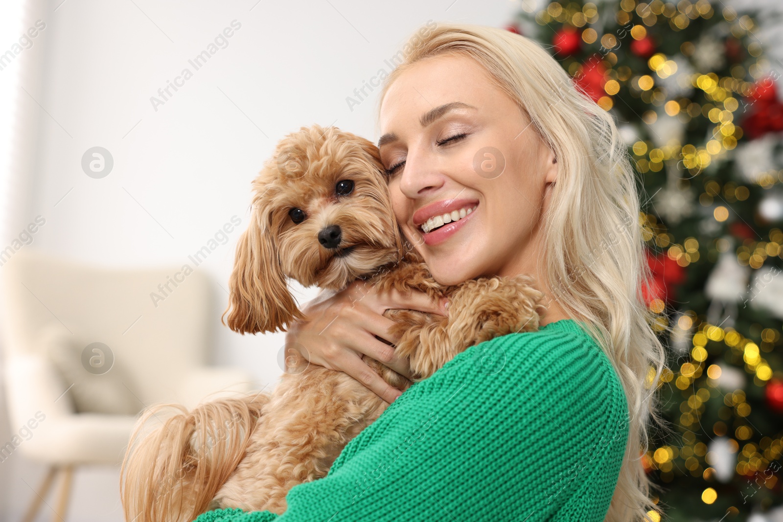 Photo of Woman with cute Maltipoo dog in room decorated for Christmas