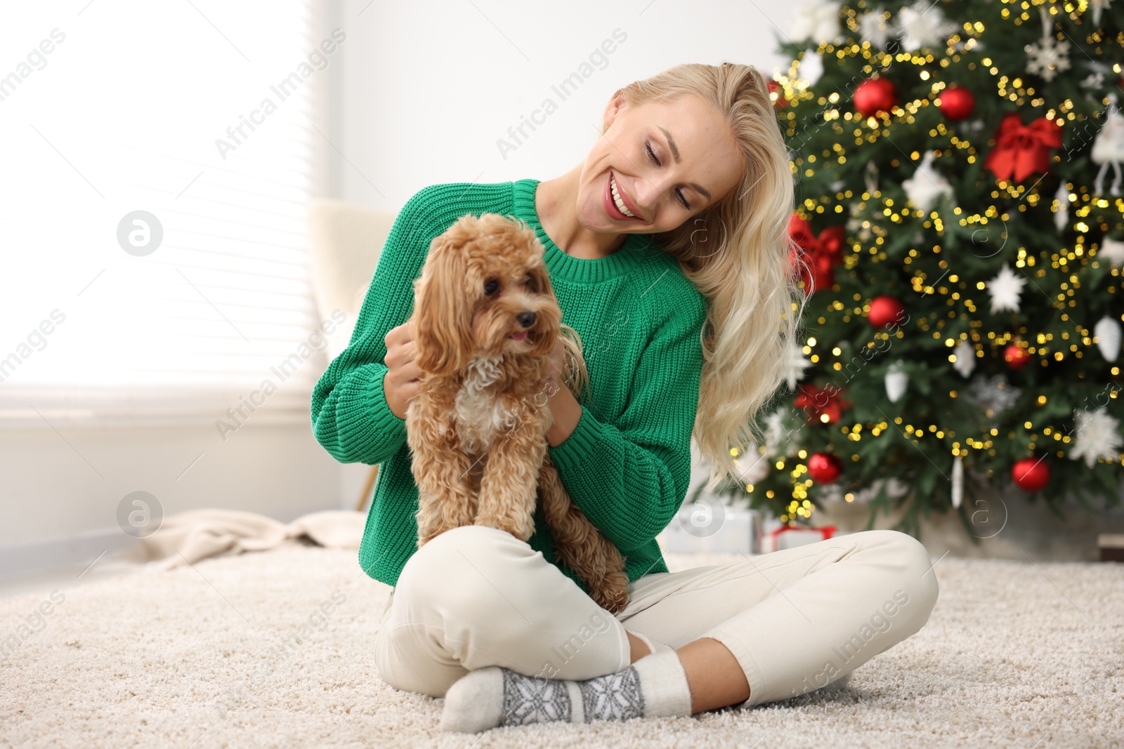 Photo of Woman with cute Maltipoo dog on rug in room decorated for Christmas