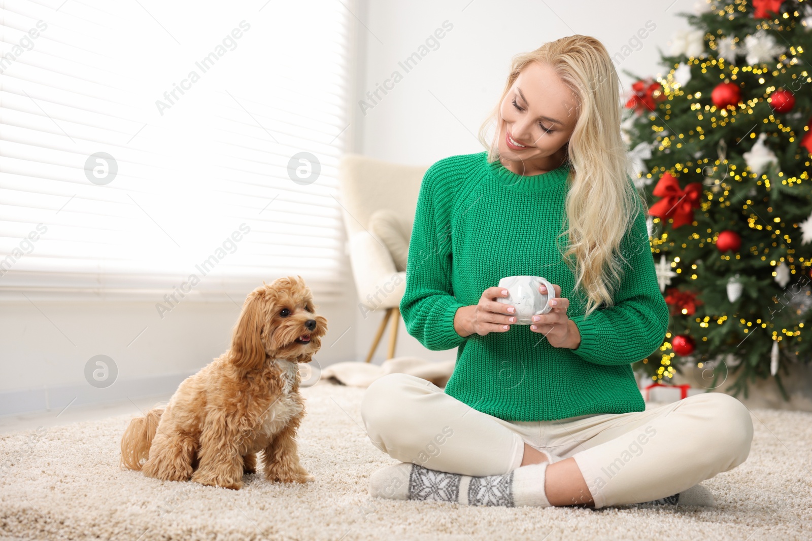 Photo of Woman with cup of drink and cute Maltipoo dog on rug in room decorated for Christmas