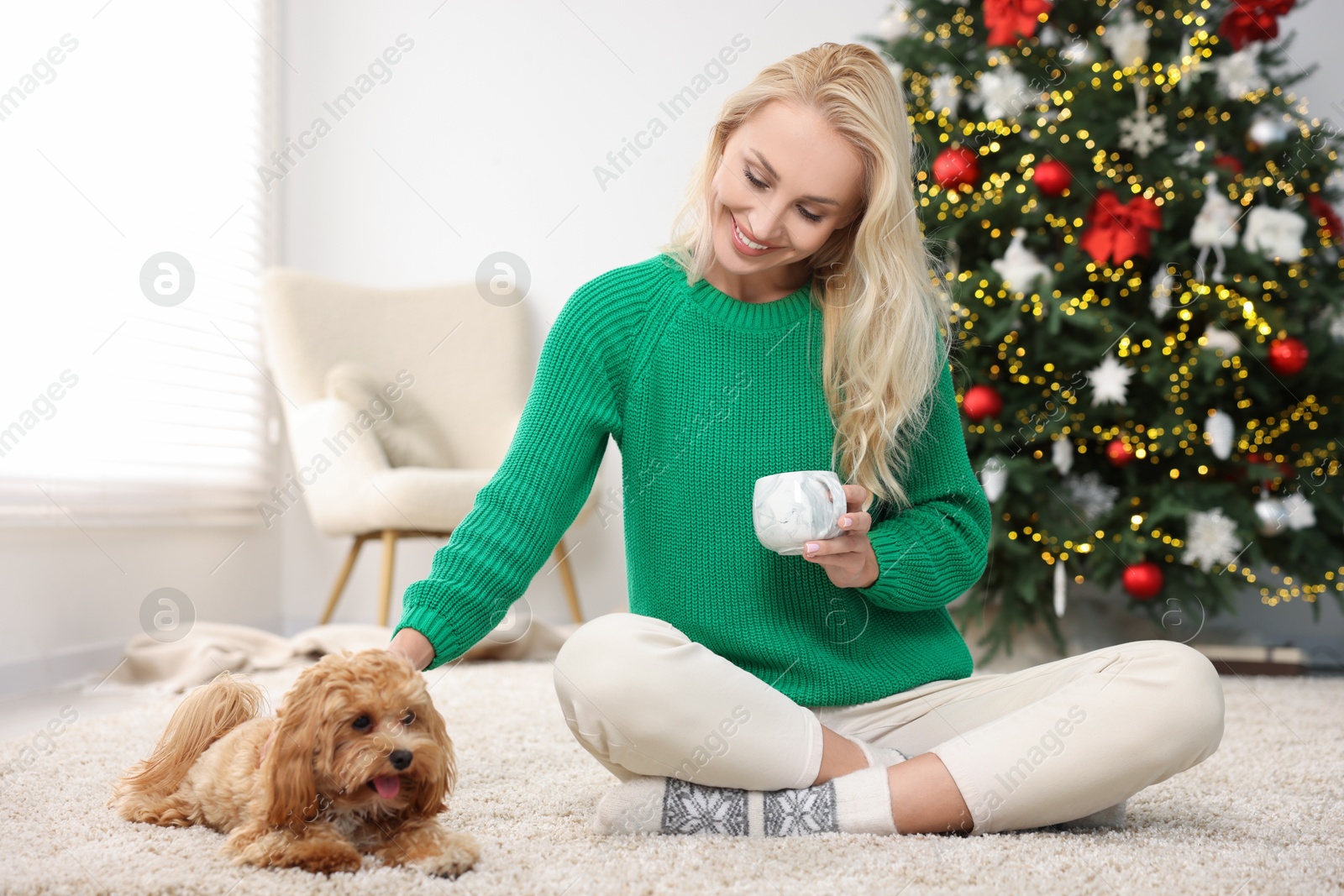 Photo of Woman with cup of drink and cute Maltipoo dog on rug in room decorated for Christmas