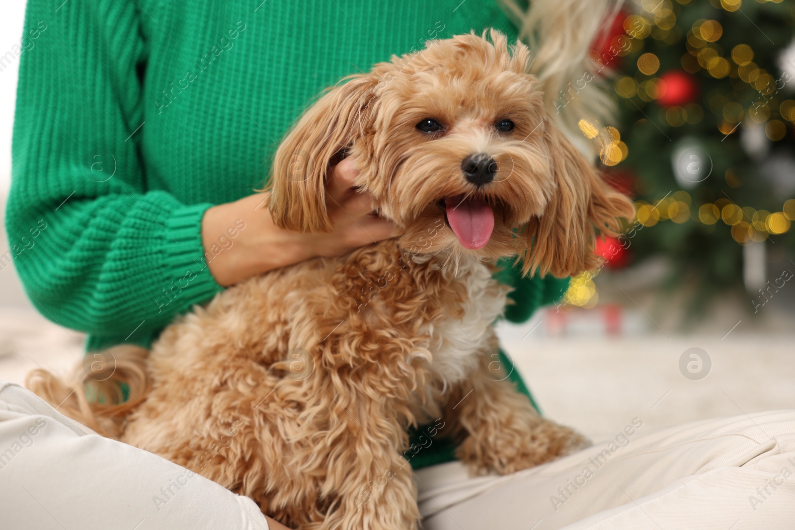 Photo of Woman with cute Maltipoo dog on floor in room decorated for Christmas, closeup