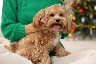 Woman with cute Maltipoo dog on floor in room decorated for Christmas, closeup