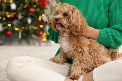 Photo of Woman with cute Maltipoo dog on floor in room decorated for Christmas, closeup