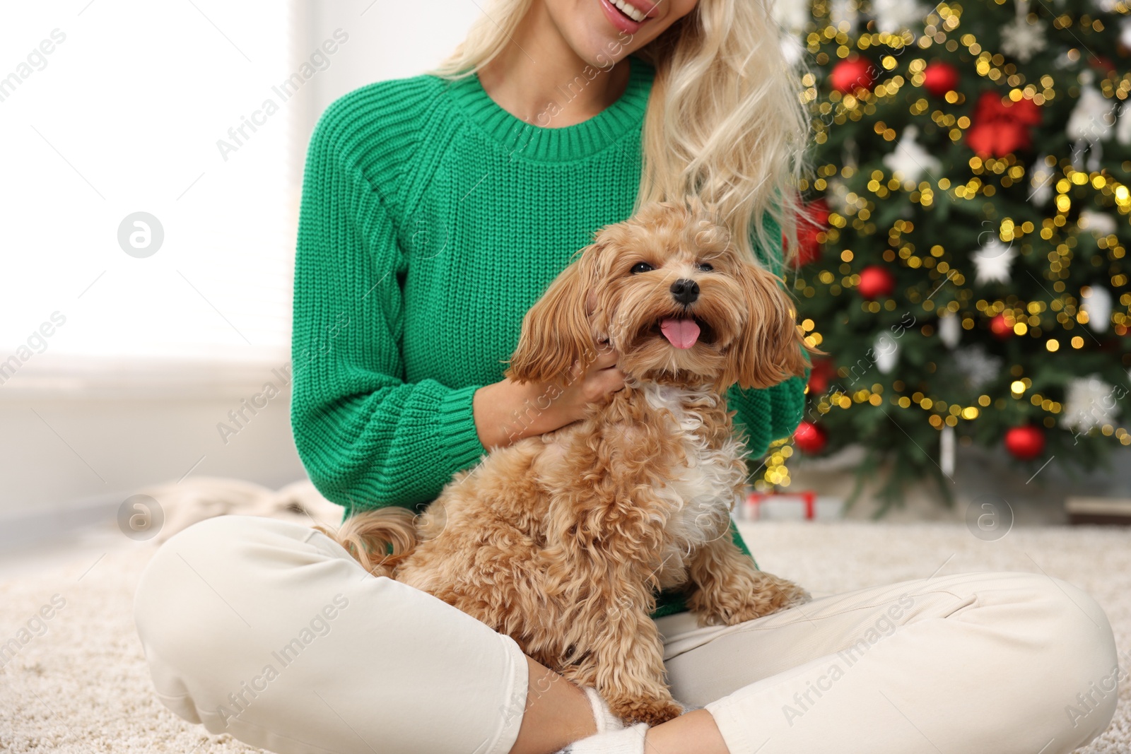 Photo of Woman with cute Maltipoo dog on rug in room decorated for Christmas, closeup