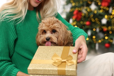 Photo of Woman with gift box and cute Maltipoo dog in room decorated for Christmas, closeup