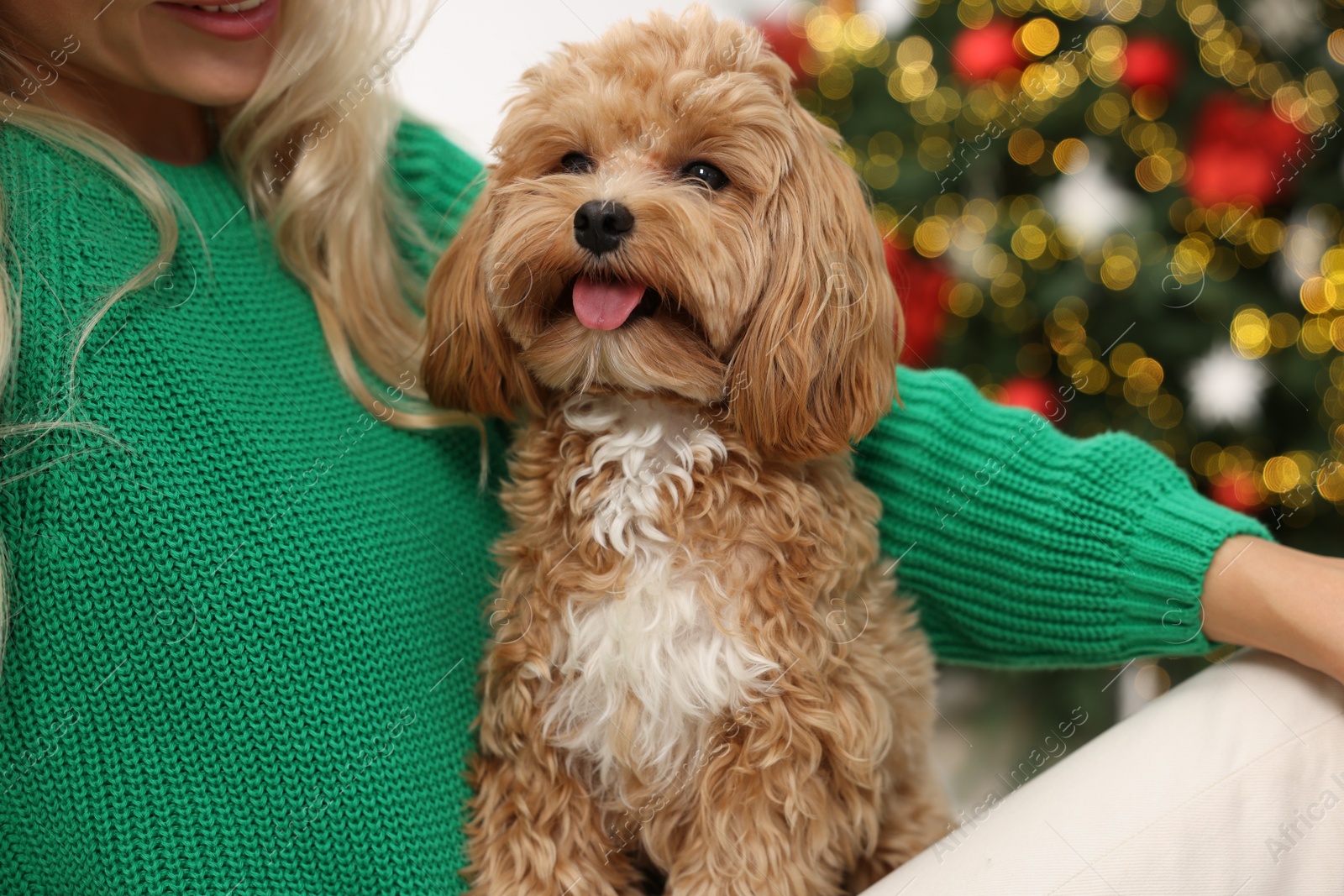 Photo of Woman with cute Maltipoo dog in room decorated for Christmas, closeup