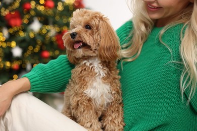 Photo of Woman with cute Maltipoo dog in room decorated for Christmas, closeup