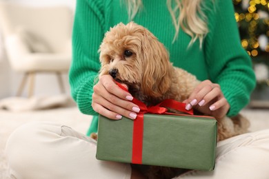 Photo of Woman opening Christmas gift and cute Maltipoo dog indoors, closeup