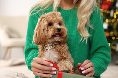 Photo of Woman opening Christmas gift and cute Maltipoo dog indoors, closeup